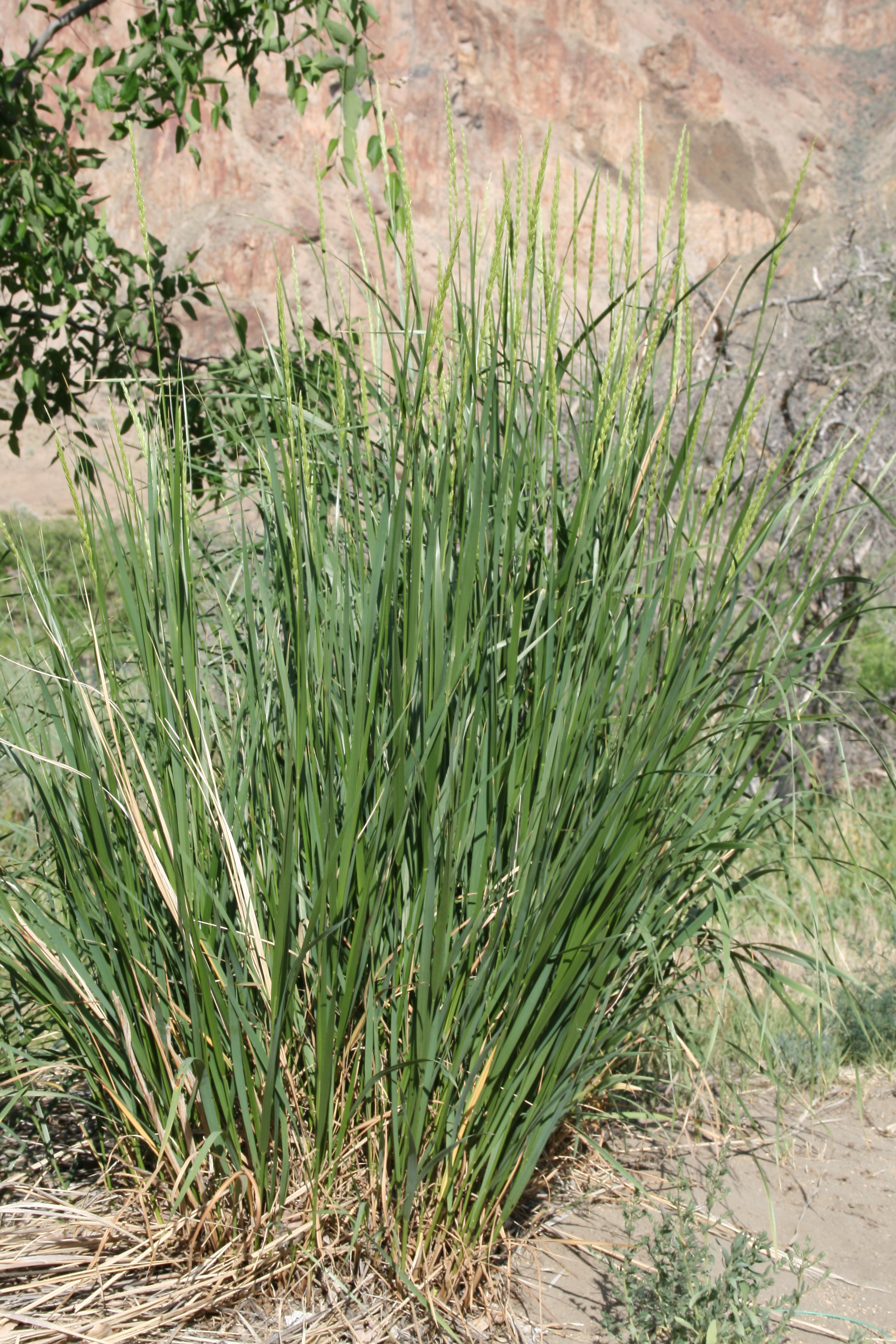 Great Basin Wild Rye (Elymus cinereus)